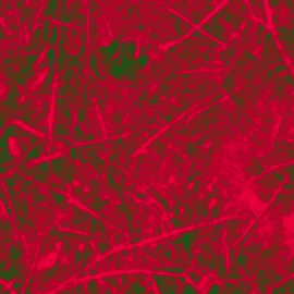 Cadaveres_Quad_Ultimas_v01_Som